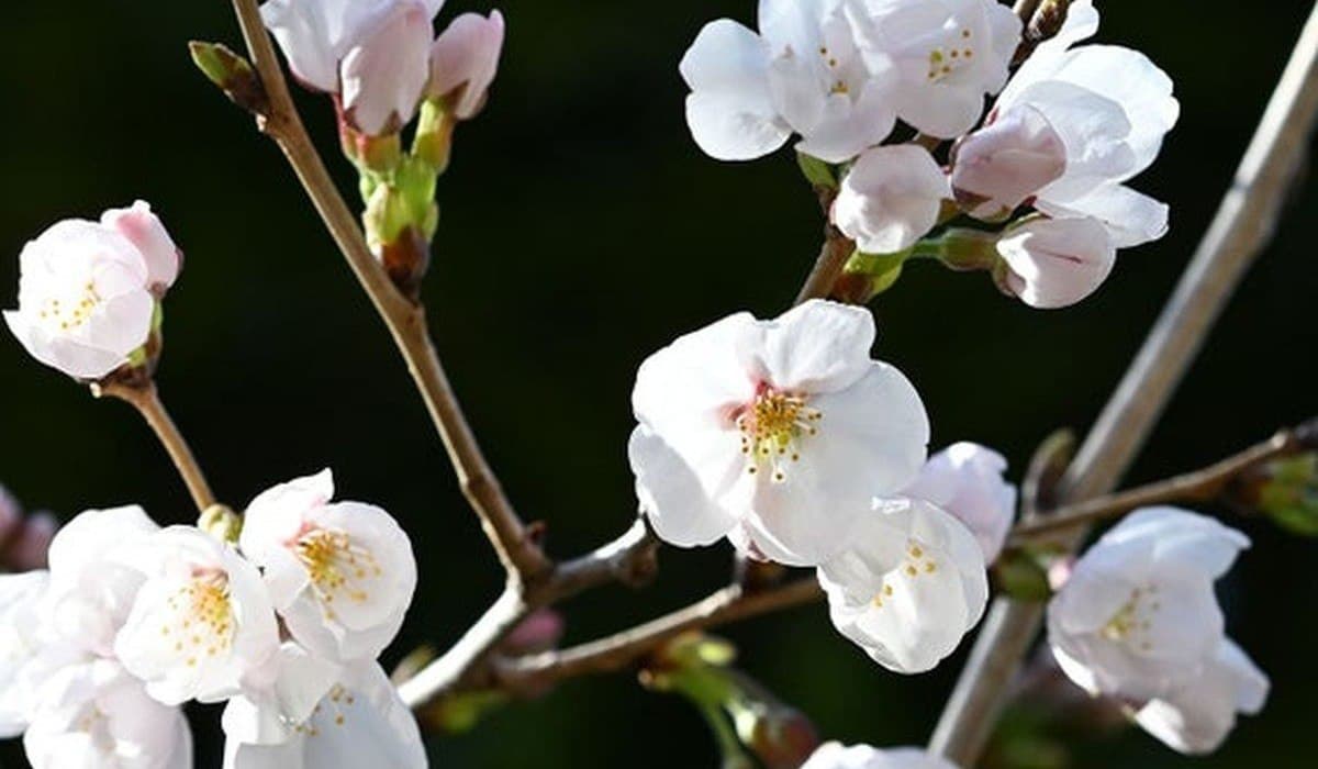 Asyrlaryň şaýady: Hatigata galasynda 160 ýyllyk sakura gülledi