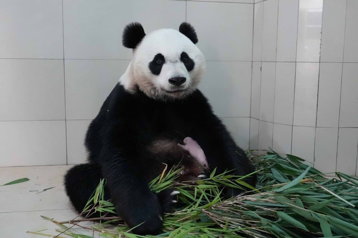 🐼 В Китае родился первый в этом году детеныш панды