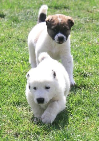 Silk Way: Искусство разведения туркменского алабая включено в список ЮНЕСКО